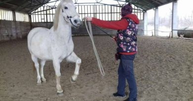 Természetes módszerű kiképzés: lovas tábor felnőtteknek Természetes módszerű kiképzés: lovas tábor felnőtteknek